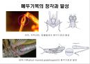 곤충의 분류체계와 종류 18페이지