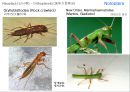 곤충의 분류체계와 종류 19페이지