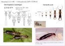 곤충의 분류체계와 종류 21페이지