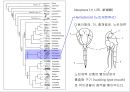 곤충의 분류체계와 종류 23페이지