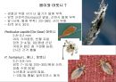 곤충의 분류체계와 종류 25페이지