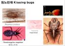 곤충의 분류체계와 종류 28페이지