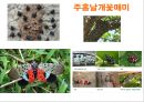곤충의 분류체계와 종류 34페이지