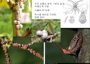 곤충의 분류체계와 종류 37페이지