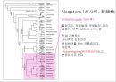 곤충의 분류체계와 종류 38페이지
