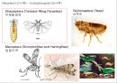 곤충의 분류체계와 종류 42페이지