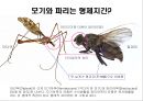 곤충의 분류체계와 종류 46페이지