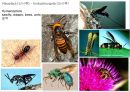 곤충의 분류체계와 종류 47페이지