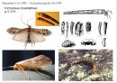 곤충의 분류체계와 종류 48페이지
