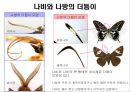 곤충의 분류체계와 종류 50페이지