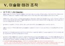 인도네시아 이슬람 사회엔우(NU)와 무함마디야원리주의 이슬람과 태형르바란과 단식무슬림 사회이슬람 테러조직 32페이지
