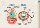 인체의 해부생리해부학생명유지세포의 기능생리학세포의 구조인체조직의 구성 11페이지