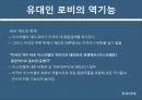 미국 인종과 민족로비의 정의 역사로비스트유대인 로비유대인 로비로비의 순기능과 역기능 26페이지