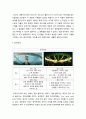 문화콘텐츠 분석 뮤직 비디오 BTS의 뮤직 비디오 봄날 에 대한 문화 콘텐츠 가치 7페이지