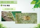 담양 멜론 농가 방문기 - 멜론 하우스 작물 재배 현황 조사 33페이지