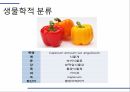 해충학 식물병리학 식물병진단학) 파프리카 주요 병해 진단 및 처방 3페이지