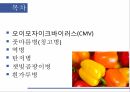 해충학 식물병리학 식물병진단학) 파프리카 주요 병해 진단 및 처방 15페이지