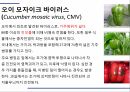 해충학 식물병리학 식물병진단학) 파프리카 주요 병해 진단 및 처방 19페이지