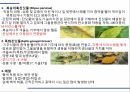 해충학 식물병리학 식물병진단학) 파프리카 주요 병해 진단 및 처방 22페이지