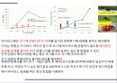 해충학 식물병리학 식물병진단학) 파프리카 주요 병해 진단 및 처방 25페이지
