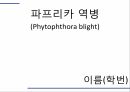 해충학 식물병리학 식물병진단학) 파프리카 주요 병해 진단 및 처방 39페이지