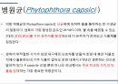 해충학 식물병리학 식물병진단학) 파프리카 주요 병해 진단 및 처방 40페이지