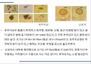 해충학 식물병리학 식물병진단학) 파프리카 주요 병해 진단 및 처방 41페이지