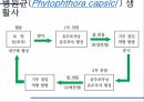 해충학 식물병리학 식물병진단학) 파프리카 주요 병해 진단 및 처방 42페이지