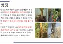 해충학 식물병리학 식물병진단학) 파프리카 주요 병해 진단 및 처방 43페이지