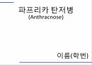 해충학 식물병리학 식물병진단학) 파프리카 주요 병해 진단 및 처방 49페이지