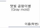 해충학 식물병리학 식물병진단학) 파프리카 주요 병해 진단 및 처방 59페이지