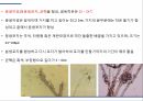 해충학 식물병리학 식물병진단학) 파프리카 주요 병해 진단 및 처방 61페이지