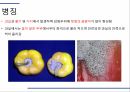 해충학 식물병리학 식물병진단학) 파프리카 주요 병해 진단 및 처방 63페이지