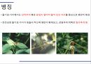 해충학 식물병리학 식물병진단학) 파프리카 주요 병해 진단 및 처방 64페이지