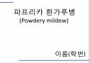 해충학 식물병리학 식물병진단학) 파프리카 주요 병해 진단 및 처방 71페이지