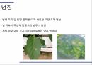 해충학 식물병리학 식물병진단학) 파프리카 주요 병해 진단 및 처방 74페이지
