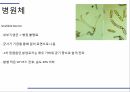 해충학 식물병리학 식물병진단학) 파프리카 주요 병해 진단 및 처방 76페이지
