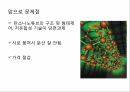 탄소나노튜브의 종류 응용전망 27페이지