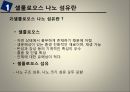 나노 셀룰로오스 섬유 발표자료 4페이지