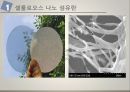 나노 셀룰로오스 섬유 발표자료 5페이지