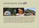 구렁덩덩 신선비,곰나루 전설,우렁각시,이물교혼담,변신설화,한국의 변신설화,고마나루 전설 9페이지