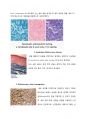조직표본 염색법 2페이지