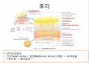 감각계통,연관통,후각,미각,평형과머리움직임,청각 4페이지