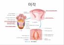 감각계통,연관통,후각,미각,평형과머리움직임,청각 5페이지