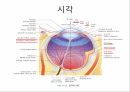 감각계통,연관통,후각,미각,평형과머리움직임,청각 8페이지