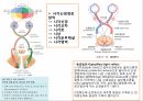 감각계통,연관통,후각,미각,평형과머리움직임,청각 13페이지