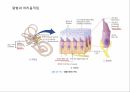 감각계통,연관통,후각,미각,평형과머리움직임,청각 20페이지