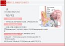 감각계통,외피,시각기관,평형감각,청각기관,후각기관,미각기관 15페이지