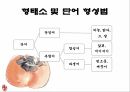 현행학교문법,문법,형태소,단어형성법,단어의품사분류,문장성분의종류,문장의짜임새 3페이지