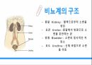 성인 비뇨기계 PPT- 구조, 기능, 콩팥, 의학용어 (항상 과제 A+ 받고 당연히 이 케이스도 A+ ) 4페이지